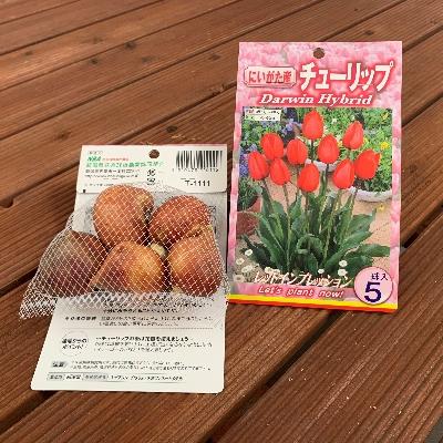 ふるさと納税 五泉市 【2025年10月より順次発送】五泉市　チューリップ球根セット　40球入り |  | 03