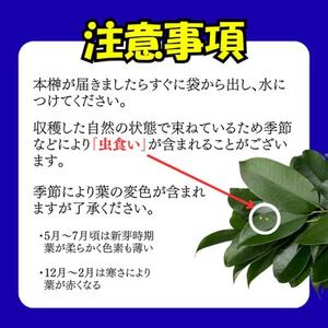 静岡県産湖西市　出世榊　本榊　純国産　さかき1対(2束)※1日交換に間に合うように配送【1702133】