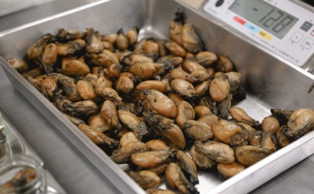  牡蠣 燻製 オリーブ オイル漬 アヒージョ 牡蠣味噌 佃煮 生姜 のセット [ディナーライン] 