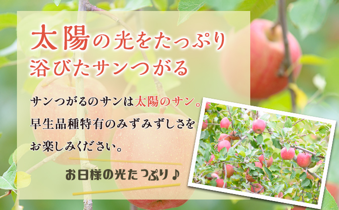 【8月クール便発送】（12度糖度保証）贈答用サンつがる約5kg【弘前市産・青森りんご】