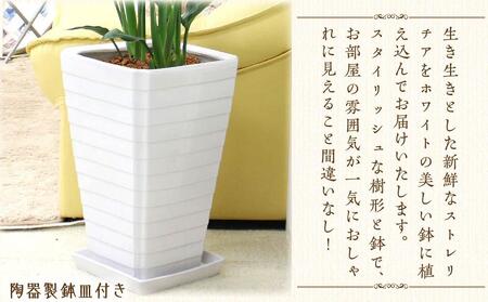 ストレリチア レギネ 8号 ホワイト陶器鉢 G【観葉植物 植物 ストレリチア レギネ 8号 鉢付 インテリア 部屋 室内 オフィス 癒し エコ グリーン マイナスイオン リラックス オシャレ おしゃれ