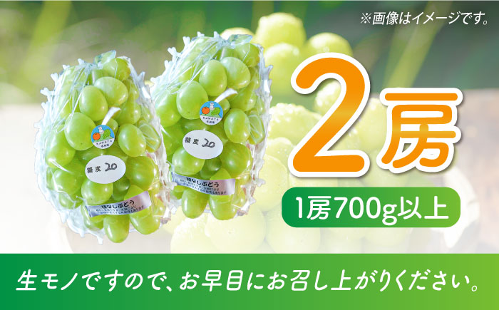 【数量限定】【口の中であふれる果汁】大粒 シャインマスカット 2房 1.4kg以上 / ぶどう ブドウ フルーツ 果物 / 南島原市 / 川田果樹園 [SFN001]