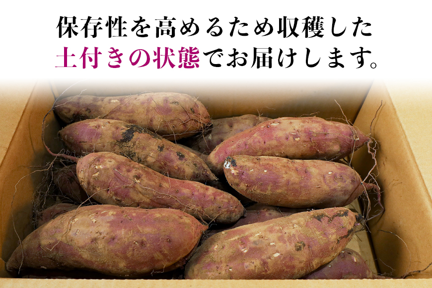 干し芋屋のさつまいも（紅はるか） 5kg サツマイモ さつま芋 生芋 べにはるか ベニハルカ 国産 茨城県産 12-R