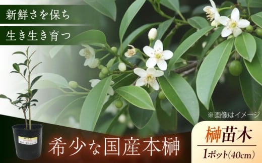 植物 福の山・榊（サカキ） 苗木（1ポット）:40cm 本榊 さかき サカキ 苗木 地植え 神棚 祭壇 起工式 地鎮祭 真榊台 神聖 榊 神具 国産 玉串 和 ガーデニング 観葉植物 庭木 植木 ポット プランター 葉 植物 雑貨 園芸 和風 生花 グリーン 緑 縁起物 日本産 国産本榊 新鮮 稀少 丁寧 丹精 立体的 ふくらみ 高品質 管理 商標登録 広島県福山市/小林商事 [BAEA007]