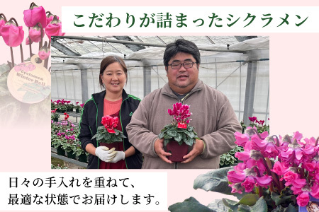 〈先行予約〉10月から順次発送～シクラメン ガーデンミックス 3号鉢×20鉢 農林水産大臣賞受賞歴あり 花 ピンク 白 赤 プレゼント 贈り物 鉢花 鉢 ガーデン ガーデニング 高品質 クリスマス 愛