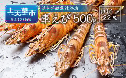 活き〆超急速冷凍車えび 500g（約16～22尾） 車海老 車えび 車エビ 海老 えび エビ 刺身 刺し身 真空パック 海鮮 冷凍 熊本県 上天草市【2025年10月下旬より順次発送予定】
