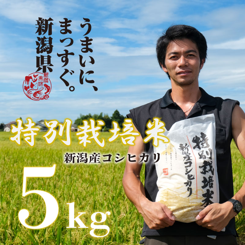 【令和6年産】 新米 コシヒカリ 5kg 白米 玄米 特別栽培米 新潟 コメ こめ お米 米 しんまい 新潟県 新潟米 新発田市 新発田産　toushin002