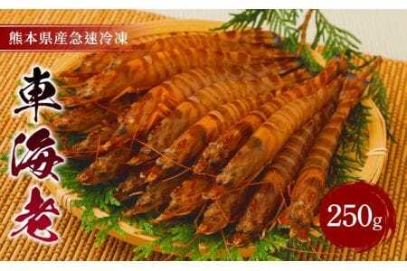 車海老 250g (9～13尾)  海老 刺身 急速冷凍  戸馳島産車海老 宇城市産車海老 熊本県産車海老 国産車海老 特殊冷凍車海老