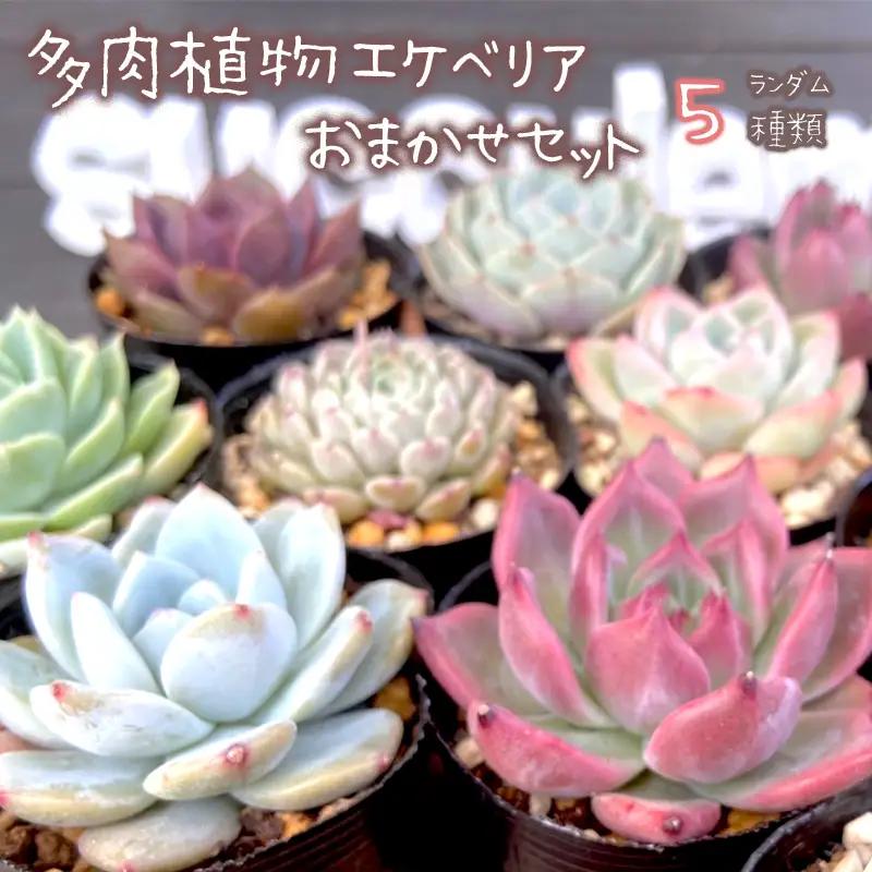 【 多肉植物 4月発送】 エケベリア 5個 おまかせ セット 【数量限定】