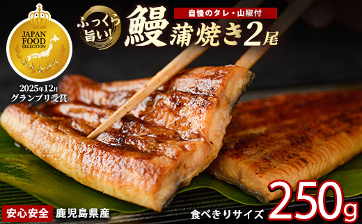 【鹿児島県産】うなぎ蒲焼じっくり焼き約125g×2尾 化粧箱入り(大新/IB021-011) 化粧箱入り 鰻 ウナギ 蒲焼 国産 丑の日 うな重 無頭 ギフト プレゼント 贈り物 贈答