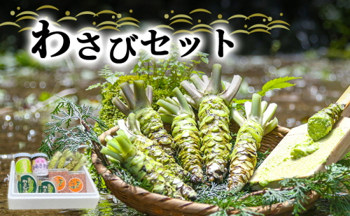 とれたて わさび セット 池 伊豆わさび食品直送 生わさび 4本 手作り わさび漬け 天城の春 三杯酢漬け わさびみそ むらさき漬 醤油漬け 伊豆 ワサビ 茎 加工品 加工食品 薬味 詰め合わせ 静岡