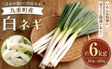 九重町産 白ネギ 約6kg (36本～60本)  【2025年1月上旬まで発送予定】