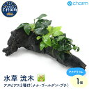 【ふるさと納税】水草 アヌビアス3種 ナナ ゴールデン プチ 付流木 Lサイズ 約25cm 水上葉 1本 インテリア ナチュラル 自然 リラクゼーション 室内栽培 プレゼント 送料無料 趣味 人気 オススメ 初心者 玄関 リビング キッチン 水槽 アクアリウム 株式会社チャーム