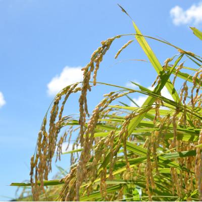 ふるさと納税 いすみ市 【令和7年産米】　ふっくら大粒　千葉県いすみ市産粒すけ　精米5kg |  | 02