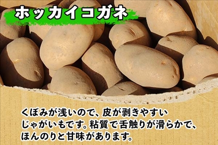 【10月より順次発送予定】北海道 じゃがいも ホッカイコガネ 10kg 北海道産 十勝産 北海こがね 北海コガネ 北海黄金 ジャガイモ 芋 いも ポテト お取り寄せ まとめ買い 送料無料 十勝 士幌町