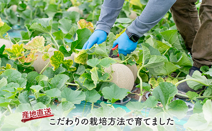 【2026年夏発送】北海道 富良野産 青肉メロン 2玉 計2.8kg以上