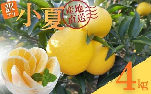 
                  【先行予約】 【数量限定】 訳あり 小夏 4kg 日向夏 ニューサマーオレンジ 土佐小夏 家庭用 産地直送 みかん 柑橘 オレンジ 数量 高知県 室戸市 農家直送 果物 フルーツ
                