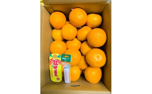 B359-08 紅甘夏　優L　12玉