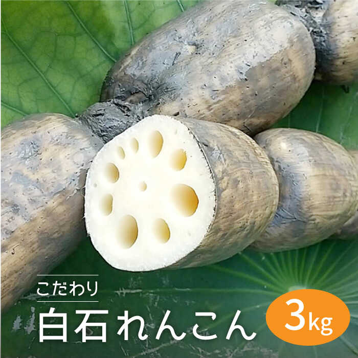 【ふるさと納税】 【R7年8月以降発送】【農家直送！】 れんこん（泥付き） 3kg 【れんこんの家やました】[IAW006]