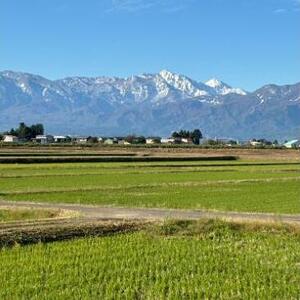 従来コシヒカリ　精米済5kg こしひかり お米 米 精米 新潟県 上越市