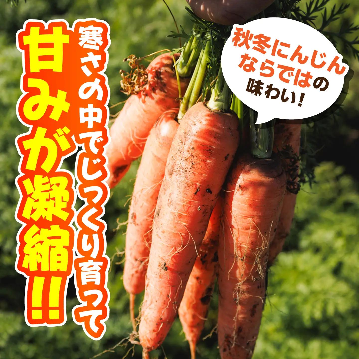【先行予約】【12月中旬より順次発送】（ふるなび限定）菊陽秋冬にんじん 秀品 約3.5kg / にんじん 菊陽にんじん 西洋にんじん ニンジン 人参 野菜 熊本 菊陽 【マツモト：ファーム】[BHDH