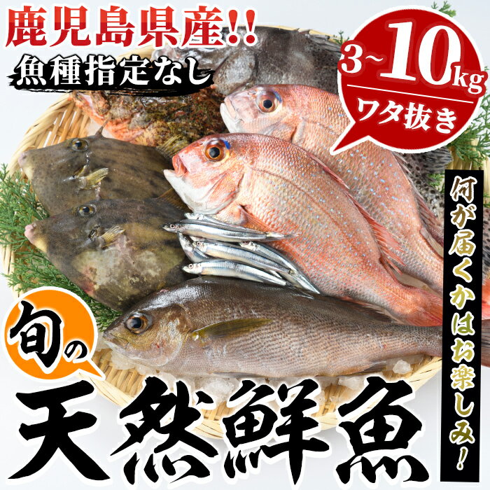 【ふるさと納税】＜内容量が選べる！＞旬の天然鮮魚BOX(3〜10kg) 国産 刺身 魚貝 魚介 鮮魚 海産物 天然物 煮つけ 焼き魚【さるがく水産】