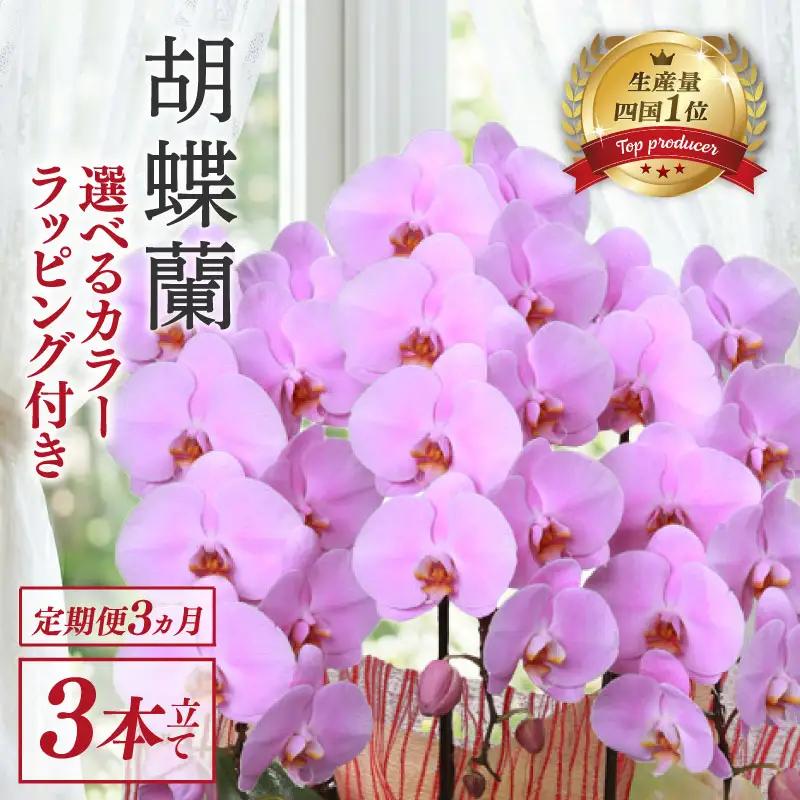 【定期便3ヶ月】 胡蝶蘭 3本立て ピンク スタンダード 花 
