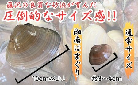 湘南はまぐり LLサイズ 10個 2.5kg 冷凍  焼き蛤 酒蒸し お吸い物　炊き込みご飯 パスタ