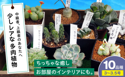 【母の日】多肉植物 少しレアな10品種10鉢セット 植物 観葉植物 セット 詰め合わせ 初心者 中級者 上級者 育てやすい インテリア 鑑賞 部屋 小さめ 簡単 手軽 グリーン カスタム おしゃれ 癒し おまかせ 植木鉢 植木 苗 室内 ガーデニング プランター 多種 10種 置くだけ 趣味 インドア 自然 落ち着く 珍しい レア 貴重 三次市/園芸王国パスタイム [APCJ004]