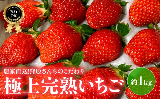 【先行予約・2027年1月～発送】農家直送！窪原さんちのこだわり極上、完熟いちご　（とちおとめ、紅ほっぺ、やよいひめのいずれかを約１㎏）／ふるさと納税 いちご 苺 イチゴ とちおとめ 紅ほっぺ やよいひめ 食べ比べ おまかせ 山武市 千葉県産 千葉県 SMDH001 