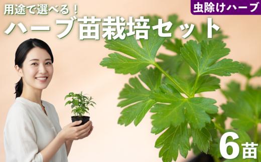 ハーブ 苗 栽培キット 虫除けハーブ 6品種 花苗 苗木 ガーデニング 寄せ植え プランター 土 肥料 付き プレゼント 育成セット 日用品 園芸 花苗 おすすめ セット ポタジェガーデン 埼玉県 羽生市