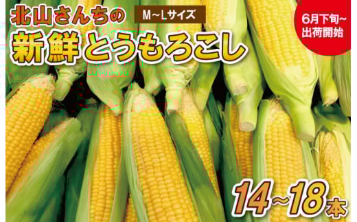 北山さんちの新鮮 とうもろこし キャンプ BBQ 人気 トウモロコシ 生 野菜 産地直送 朝どれ 甘い 期間限定 国産 旬 夏野菜 kn2