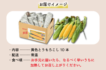 【先行予約】秋とうもろこし 10本 おおもの 黄色 朝採り ／ 期間限定 数量限定 ハウス栽培 産地直送 甘い スイートコーン とうもろこし 野菜 あわら ※2024年10月10日より順次発送