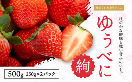 ＜ R8年熊本地震復興支援 ＞絢音ベリー農園 絢 いちご ゆうべに 500g （250g× 2パック） 熊本県産 フルーツ ギフト 厳選 イチゴ 苺 果物 【2026年12月上旬～2027年4月下旬迄順次発送予定】