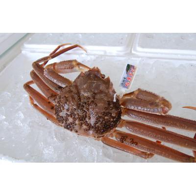 ふるさと納税 新温泉町 松葉ガニの本場・兵庫県新温泉町　とれたて　訳あり・松葉ガニ(生・冷蔵)　1〜2枚入