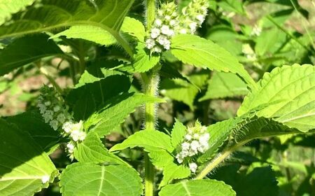 石川農園・毎日摂ろっか！えごまセット / えごま油 エゴマ油 えごまの実 えごま エゴマ 国産 / 恵那市／クリエイティブファーマーズ[AUAH008]