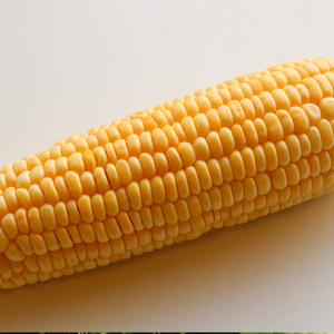 【先行予約】とうもろこし 2種食べ比べ 合計10本 (イエロー バイカラー) とうもろこし フルーツコーン