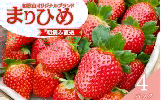 【先行予約】特大まりひめ いちご 朝摘 6個～11個入り×4パック 2026年1月中旬～3月末頃に順次発送予定（お届け日指定不可）/ いちご 苺 まりひめ 和歌山 フルーツ 果物 くだもの【kiy004A】