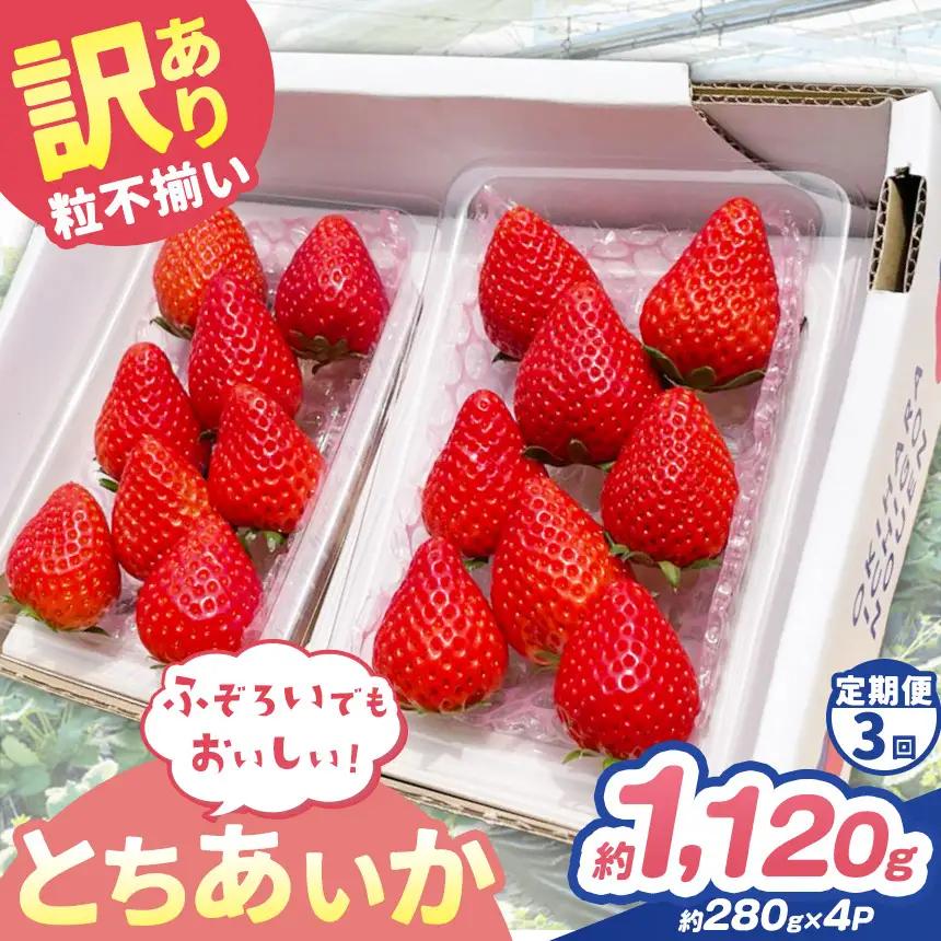 【定期便3回】訳あり 粒不揃い とちあいか 1,120g (280g×4P) | 栃木県 矢板市 澳原いちご農園