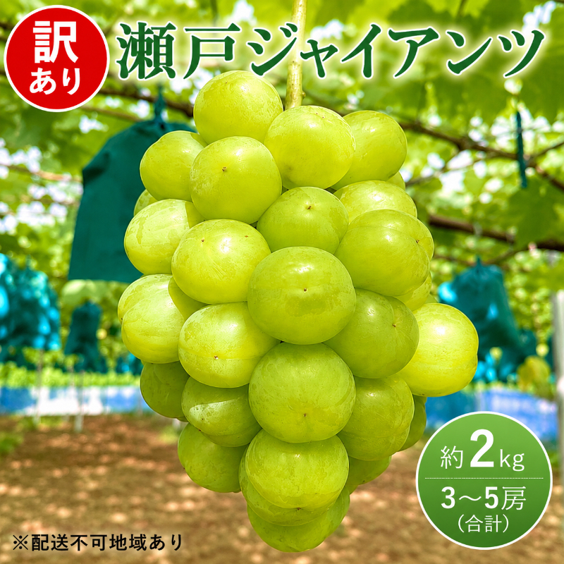 訳あり ぶどう 瀬戸ジャイアンツ 約2kg 3～5房 高梁市産 2026年 先行予約 化粧箱 葡萄 ブドウ うめづぶどう園