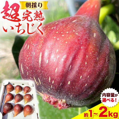【ふるさと納税】【2025年先行予約】朝採り 超完熟いちじく 選べる内容量 約1kg または 約2kg 古大農園《2025年8月中旬-11月上旬に出荷予定(土日祝除く)》大阪府 羽曳野市 いちじく 無花果 フルーツ 果物 完熟 超完熟 送料無料