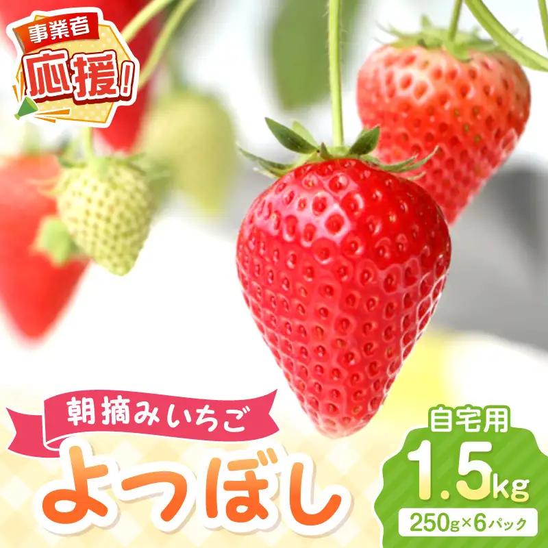 【2027年1月～2027年4月発送予定】【自宅用】朝摘みいちご よつぼし  1.5kg【ふるさと納税3.0】【117D-007-2027】