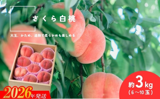 
                  No.2996 さくら白桃 福島県福島市産 約3kg(6～10玉)【2026年発送 先行予約】
                