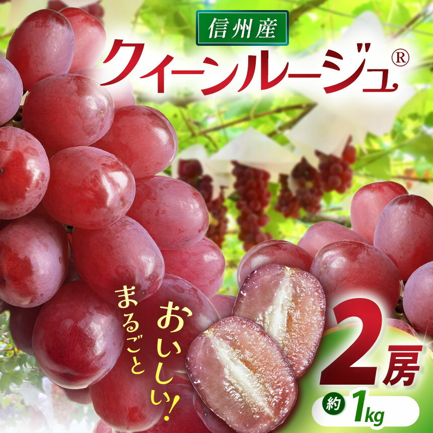 【ふるさと納税】【先行受付】クイーンルージュ® 2房（約1kg）｜ふるさと納税 松本市 ぶどう 葡萄 クイーンルージュ 果物 フルーツ 新鮮 信州産