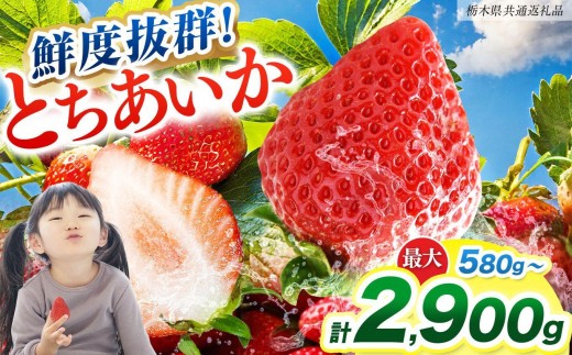 
                  【2027年 先行予約】鮮度抜群 いちご とちあいか 290g ×2P~10P 選べる 容量 定期便【栃木県共通返礼品】
                