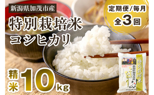 【令和7年産新米先行予約】【定期便3回毎月お届け】特別栽培米コシヒカリ 精米 10kg（5kg×2） 《10月中旬から順次出荷》 白米 従来品種コシヒカリ 加茂有機米生産組合 新潟県 加茂市産 白米 米 お米 定期便