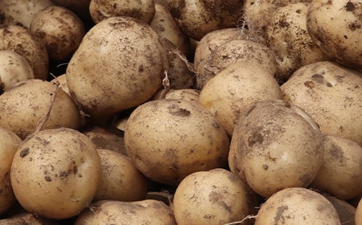 北海道真狩村産　雪の下にんじん約10kgと越冬じゃがいも約5kg Aセット(とうや)  【2026年春お届け分】