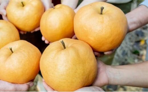 梨 2024年 先行予約 備前横綱梨（あたご梨） 超大玉2玉（1玉1.3kg～1.4kg）贈答箱 ナシ なし 岡山県産 国産 フルーツ 果物 ギフト 石原果樹園 [No.5220-0837]