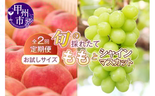 【定期便】【お試しサイズ】旬の採れたて2回定期便（桃・シャインマスカット）【2026年発送】（HO）B14-1410