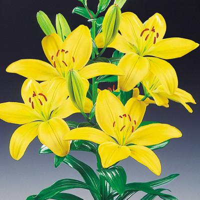 ふるさと納税 えびの市 すかしユリ球根 黄花 16球